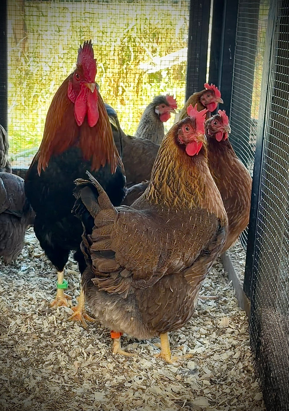 Thumbnail: Welsummer 6 Hatching Eggs 