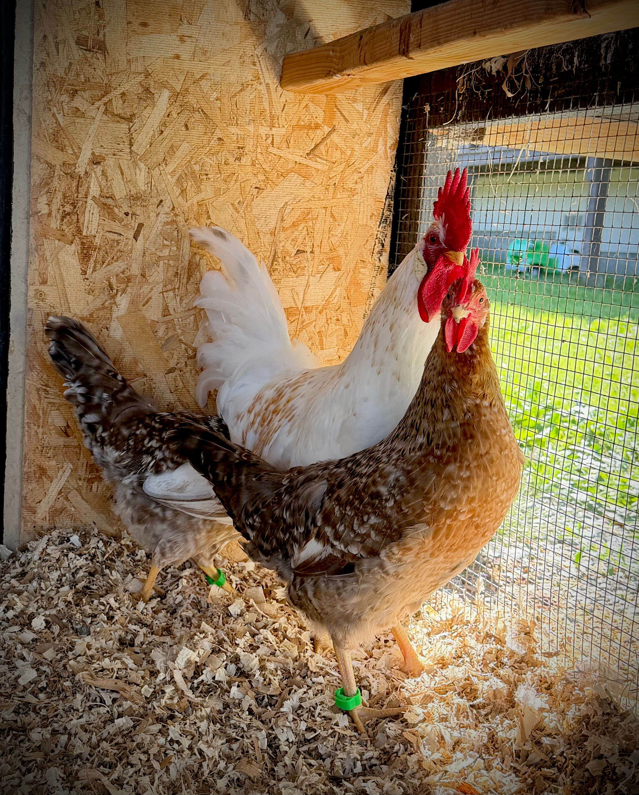 55 Flowery Hen Chick