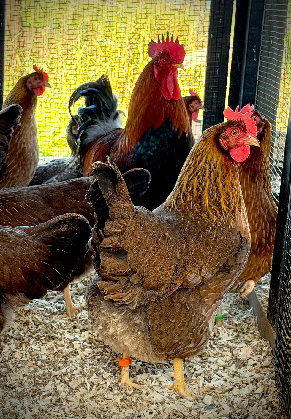 Thumbnail: Welsummer 6 Hatching Eggs 