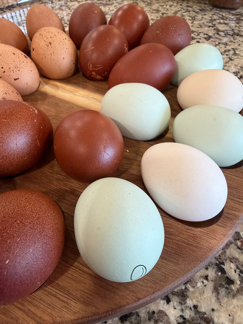 Thumbnail: Cream Legbar Chick