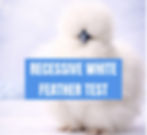 Recessive White Feather Gene Test | Flock Forensics