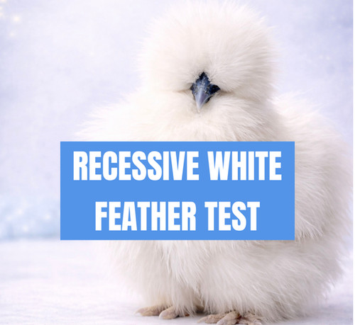 Recessive White Feather Gene Test | Flock Forensics