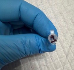 pcr tube blood sample