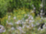 Salvia lavandulifolia