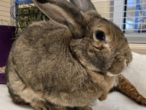 Happy to Support Bubbie on her Path to Adoption