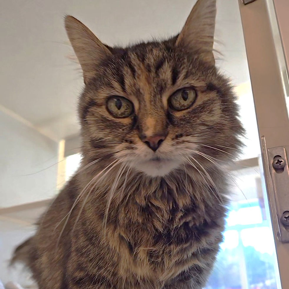 Happy to Support Stardust on her Path to Adoption