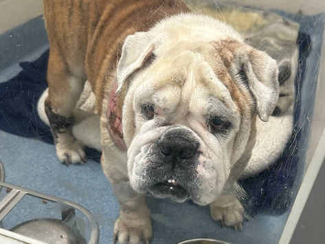 Happy to Support Kronk on his Path to Adoption