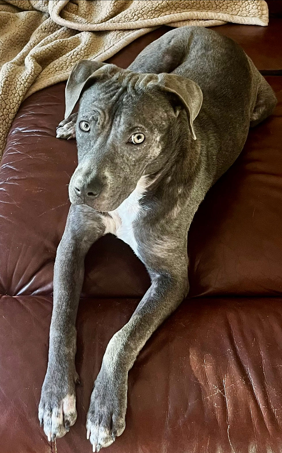 Happy to Support Brioche on her Path to Adoption