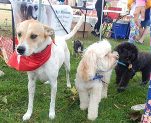 Molly Woofstock2016