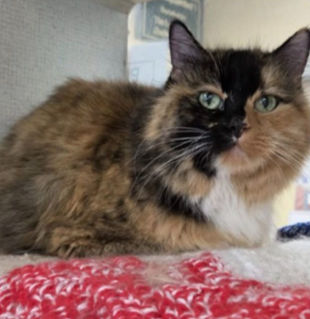 Happy to Support Suzie on her Path to Adoption