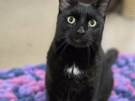Happy to Support Apollo on his Path to Adoption