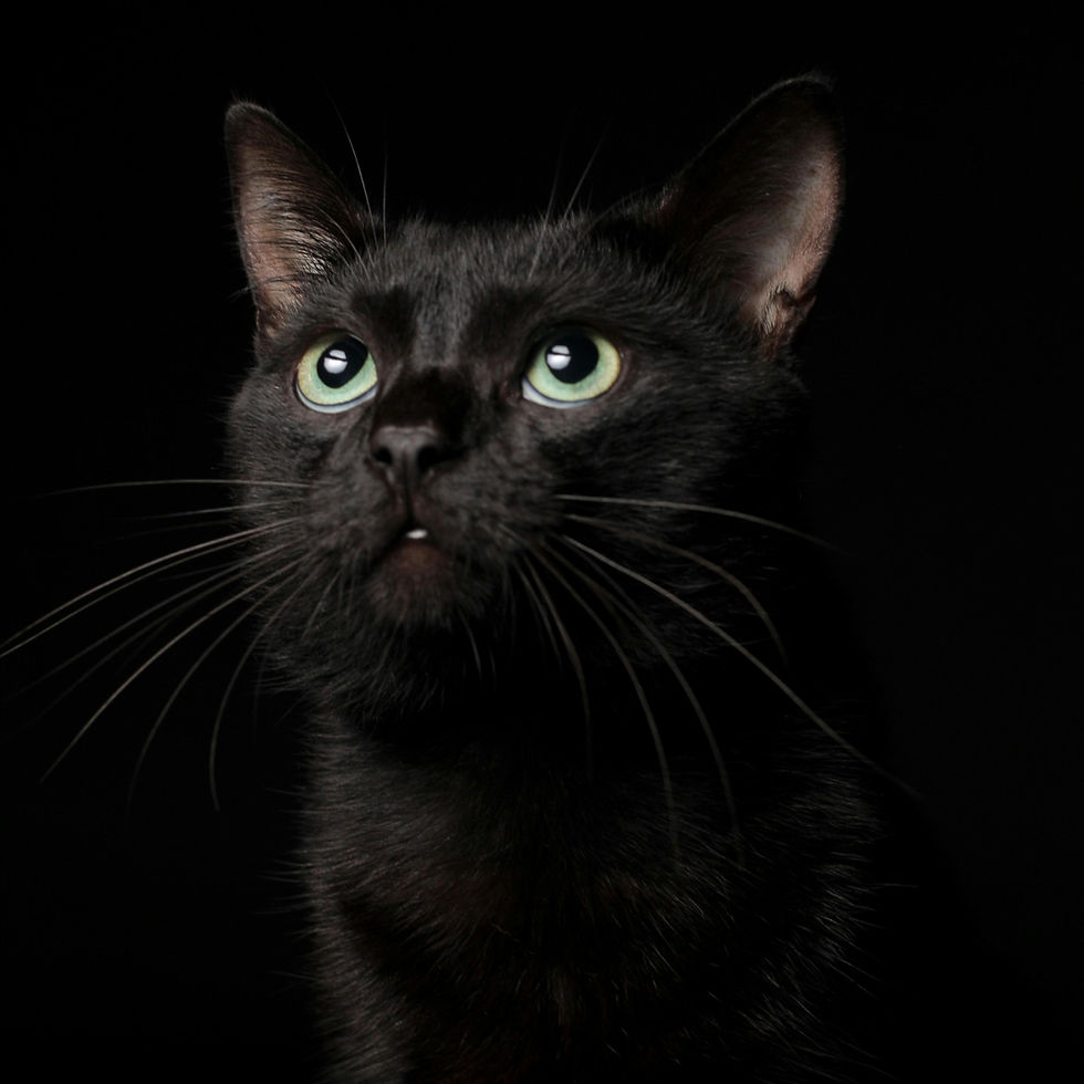 Photo by Tom Johnny fotografias: https://www.pexels.com/photo/black-cat-in-dramatic-low-light-portrait-29408186/