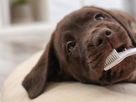 Sorry, we can't take care of Fido, but we happily clean people's teeth.