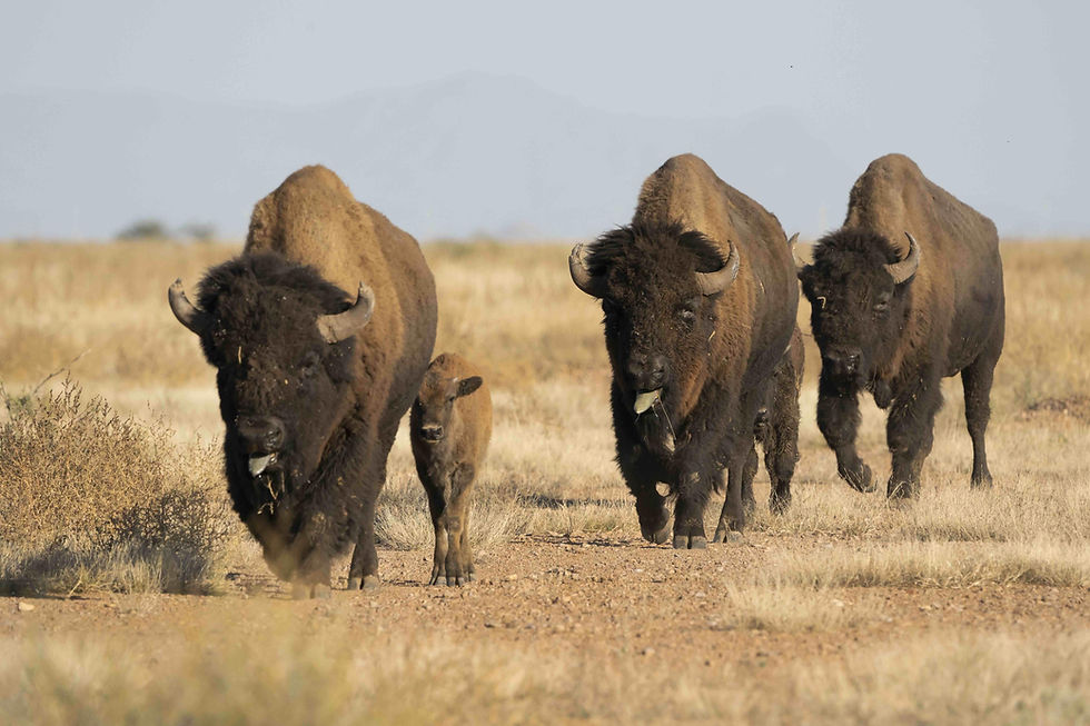 코아우일라 사막의 기적…들소·늑대·독수리가 돌아왔다