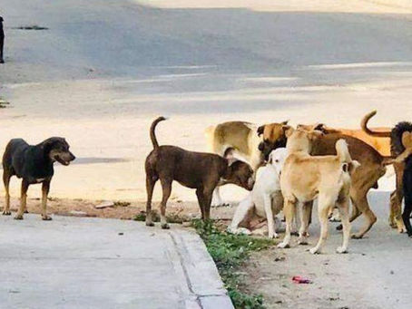 한 도시에만 거의 백만 마리 유기동물, 무책임한 입양의 상징