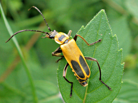 WISDOM FROM THE WILD CHILD GARDEN: MARCH 2023: POLLINATOR GARDENING: Part II