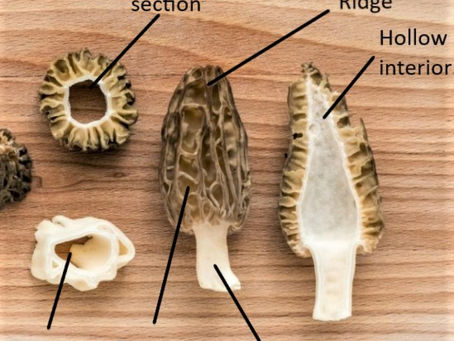 WISDOM FROM THE WILD CHILD GARDEN: MARCH 2024: SPRING FORAGING