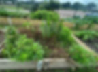 2024-7-Herbs-SG (3) ACG Bed 25