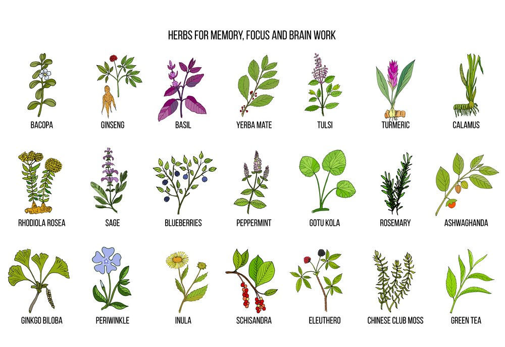 Herbs For Cognitive Function Herbs For Cognitive Function