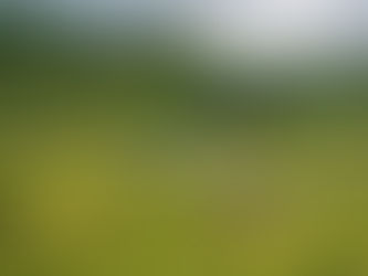 Panen japonica PT ATM, Trawas, Mojokerto 15 Oct 2022 (part 2)