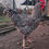 Miniature : Œufs fécondés de poules Coucou des Flandres