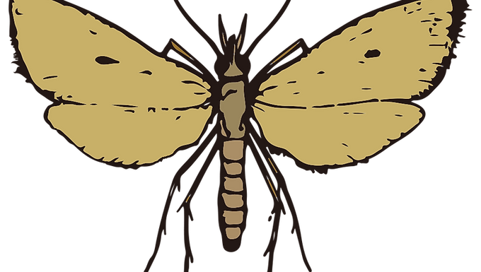 Scirpophaga incertulas