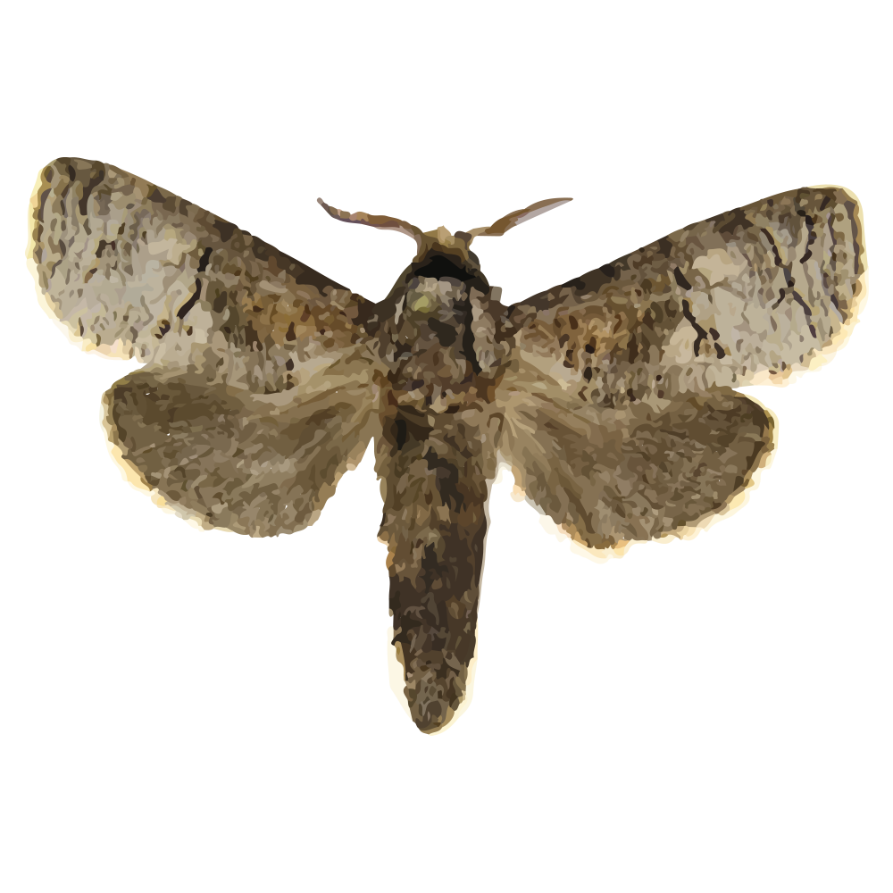 Holcocerus insularis