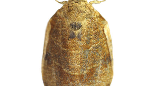Choristoneura longicellanus