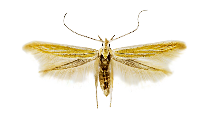 Coleophora laricella