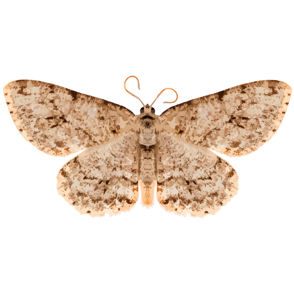 ectropisobliqua