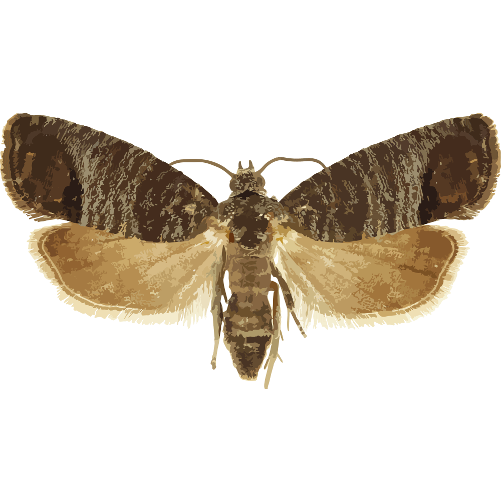 Cydia pomonella (Codling Moth) mating disruption dispenser for orchard pest management - Pherobio