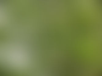 Pherobio brings mating disruption technology to walnut growers in Hotan