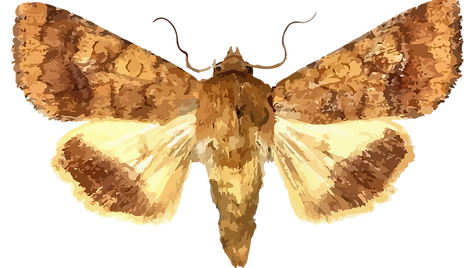 Helicoverpa assulta