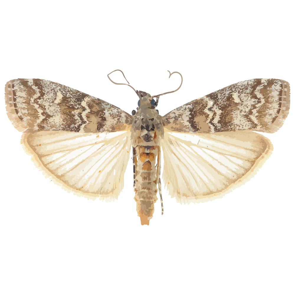 Dioryctria abietella