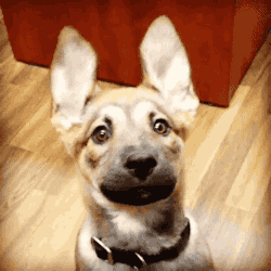 f6349647c1537e61dd2f5df68a7b7a92.gif