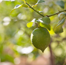 Frankreich, Zitrone, Limette