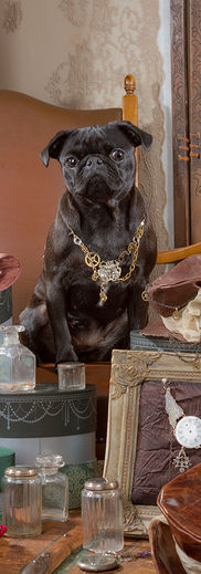 Tier, Hund, Mops, tierisch,  Fotografie, Tierfotografie, Lifestyle