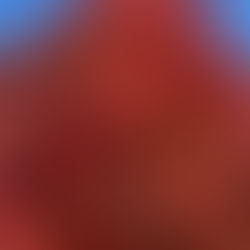 The Maple Grammar of Belonging