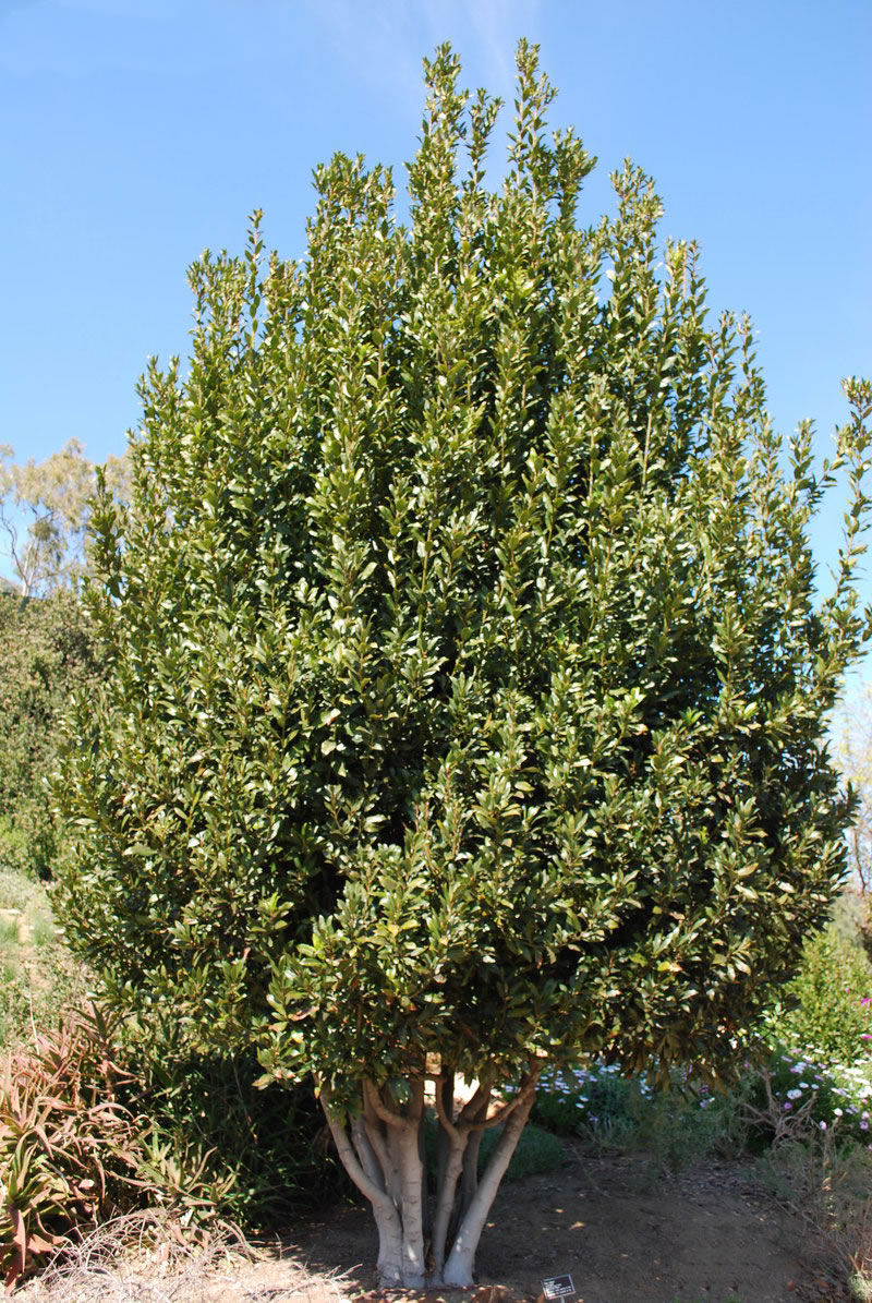 Thumbnail: Laurus Nobilis (Bay)