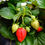 Thumbnail: Strawberries