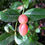 Thumbnail: Carissa Grandiflora