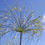 Thumbnail: Cyperus Papyrus
