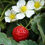 Thumbnail: Strawberries