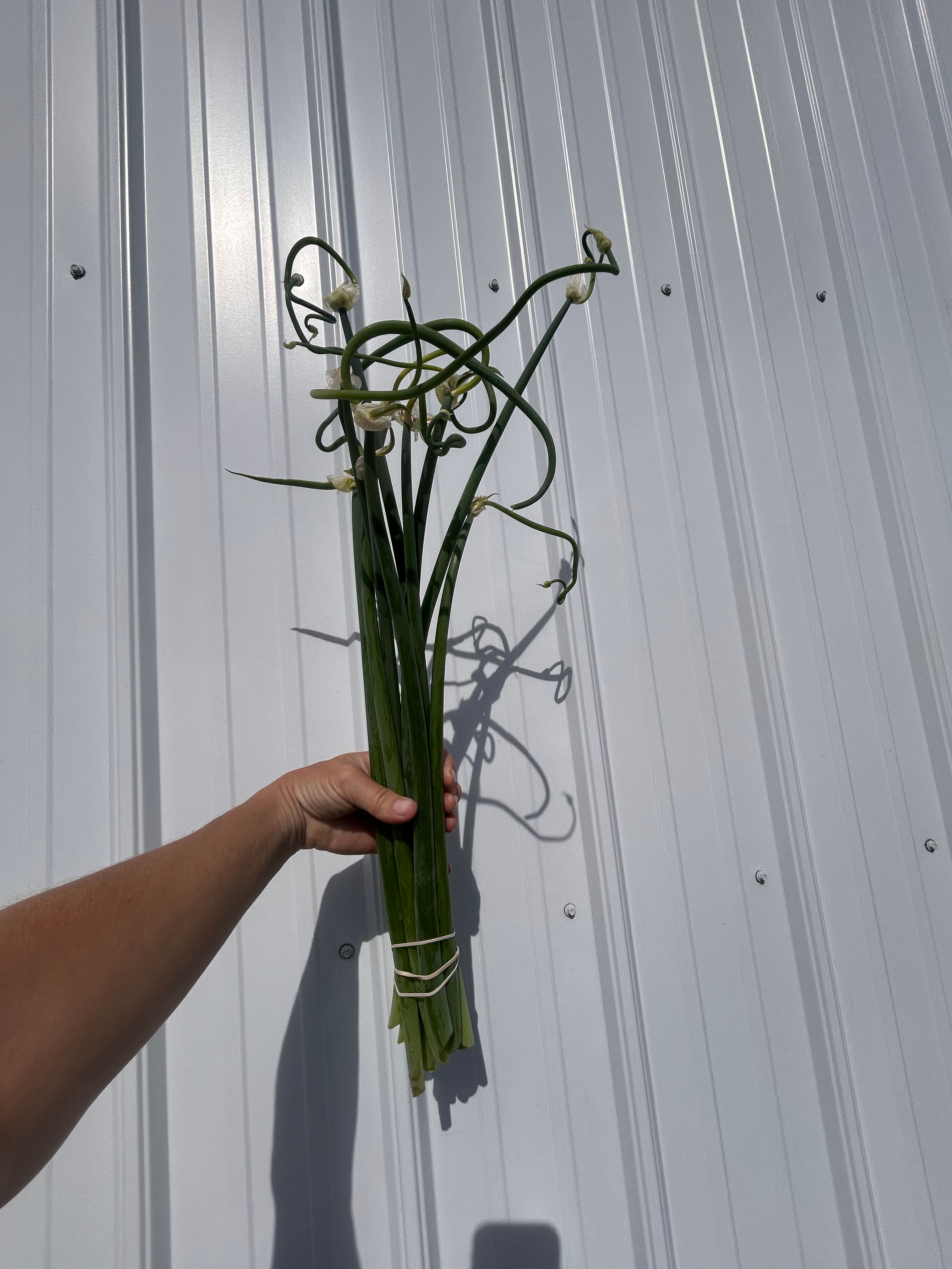 Walking onion