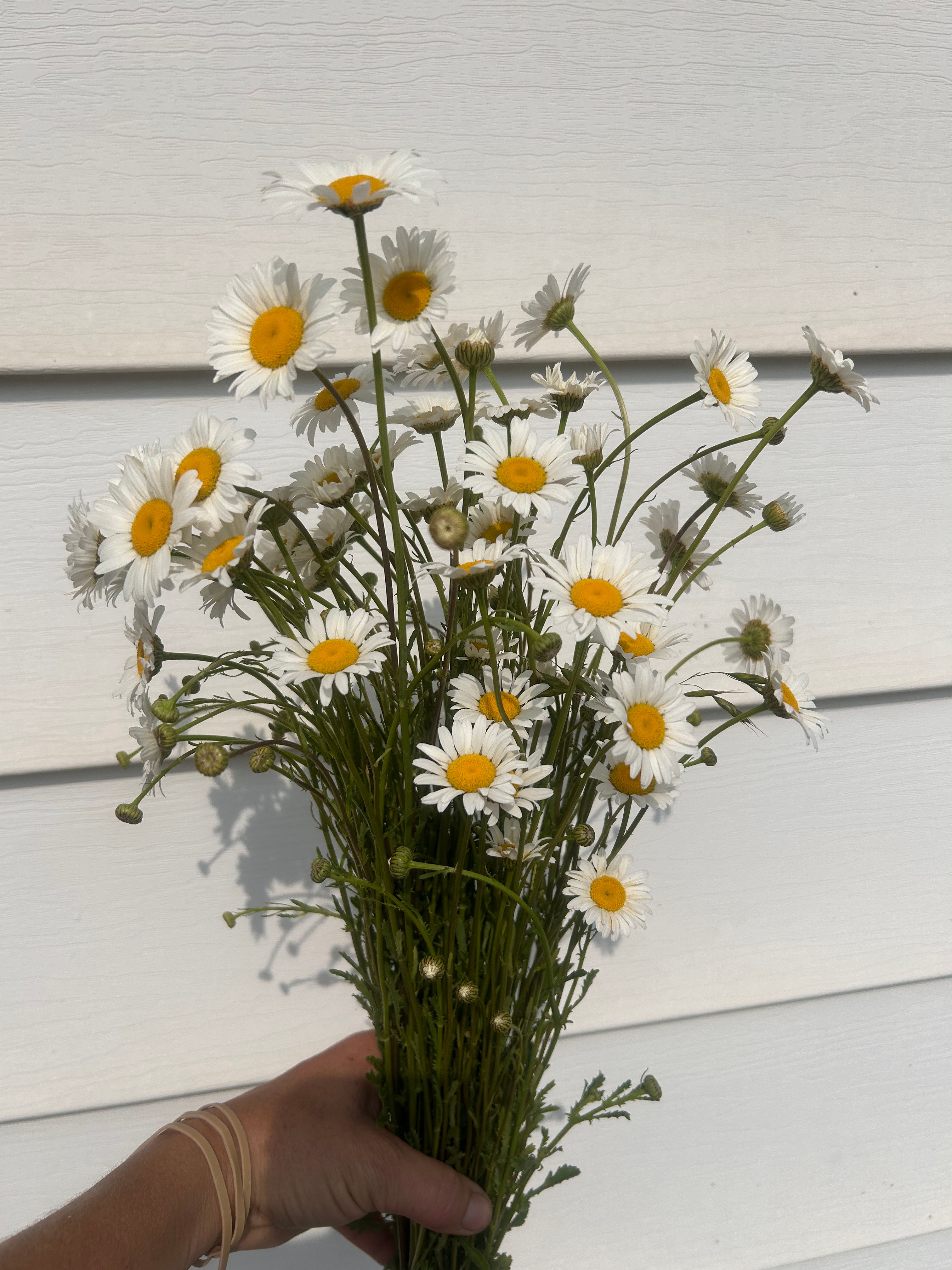 Daisy