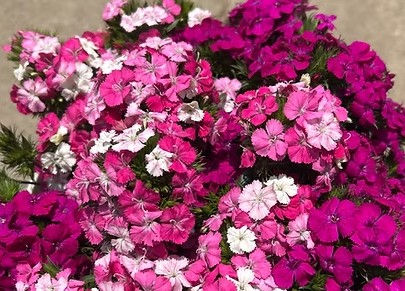 Dianthus
