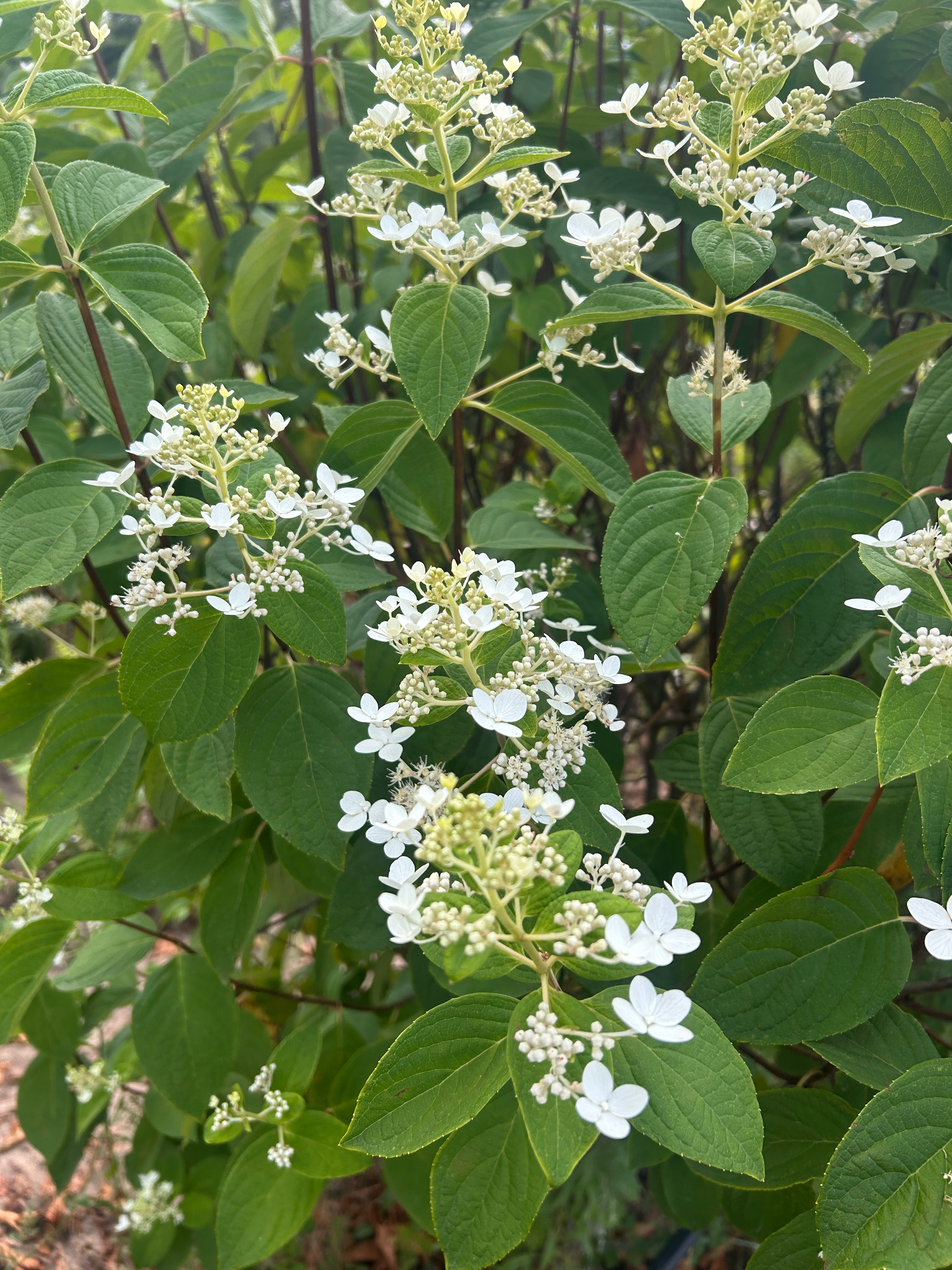 Hydrangea - Lace Cap