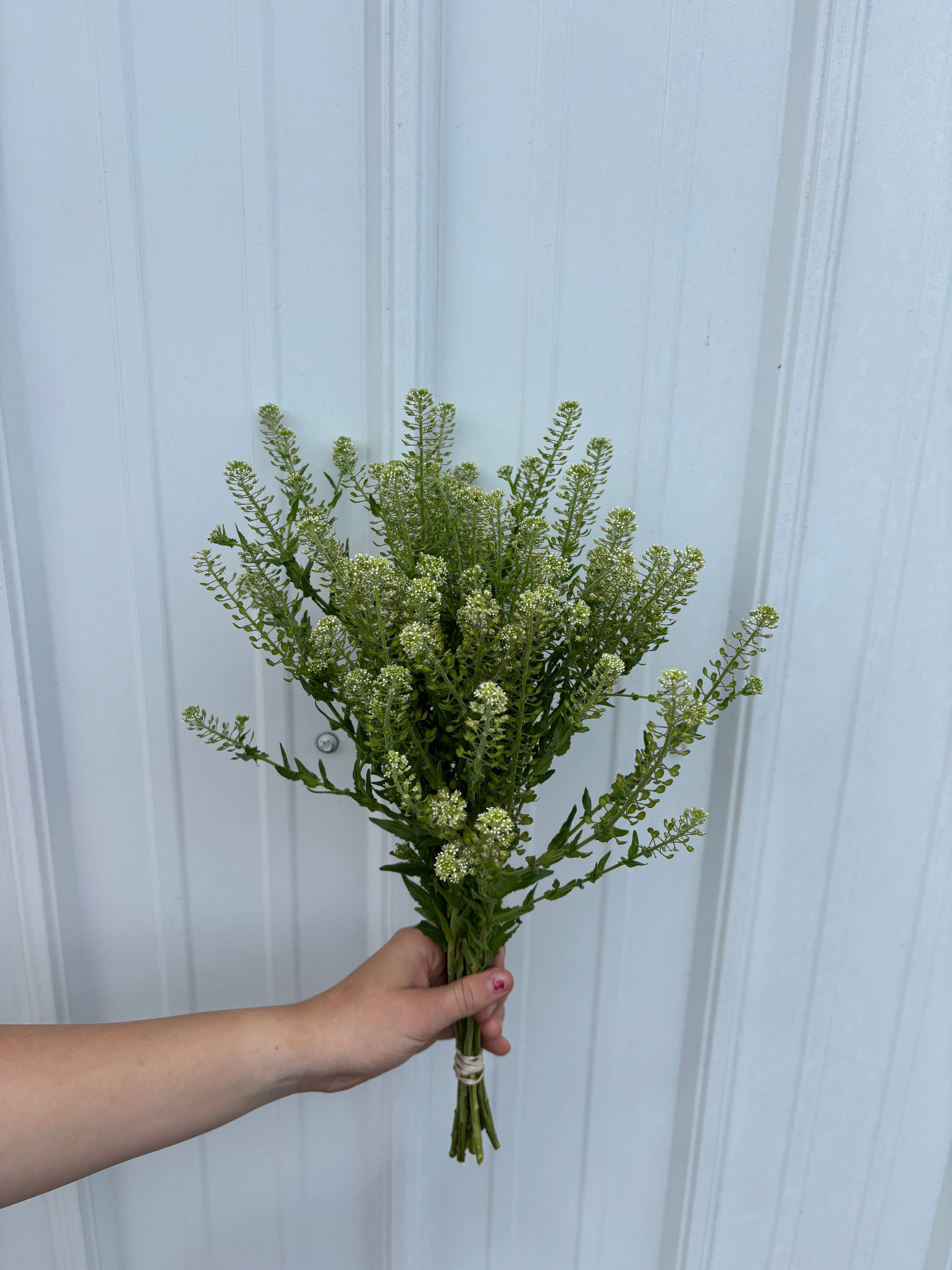 Peppergrass