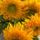 Thumbnail: Teddy bear sunflower 