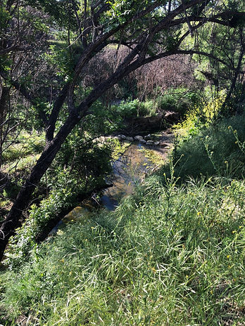backyard creek.jpeg